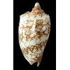 rossiniana 136,0mm RARE