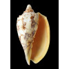 rossiniana 136,0mm RARE