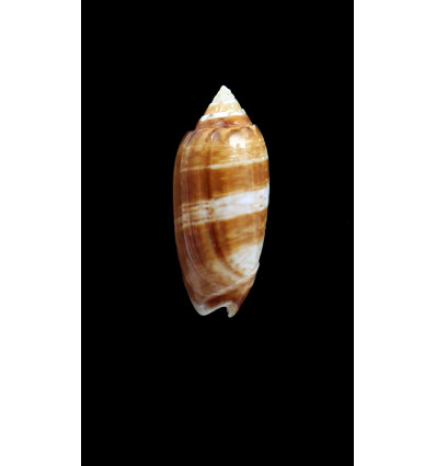 bollingi 38,0mm