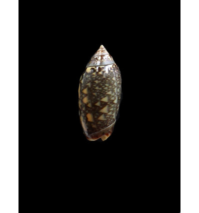 duclosi 26,0mm