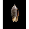 duclosi 26,0mm