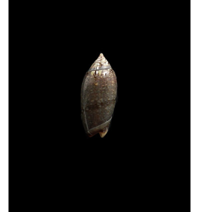 duclosi 24,0mm
