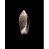 duclosi 24,0mm