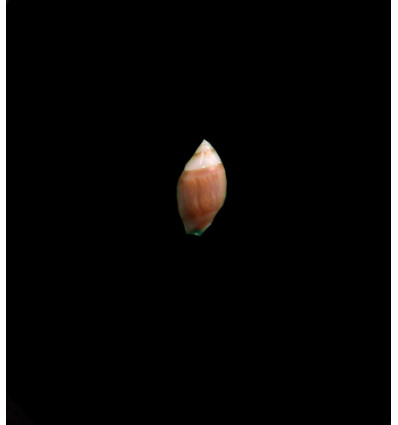 verreauxi 0,7mm
