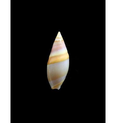 aureomarginata 28,5mm