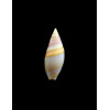 aureomarginata 28,5mm