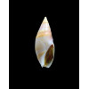 aureomarginata 28,5mm