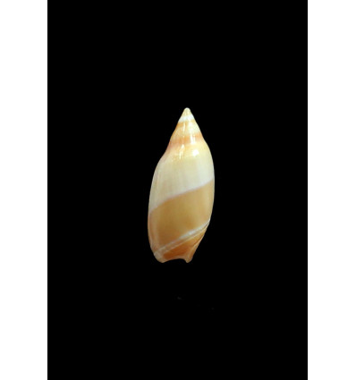 dimidiata 27,0mm