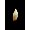 dimidiata 27,0mm