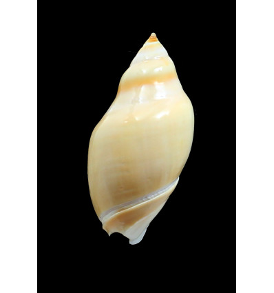 glabrata 70,0mm