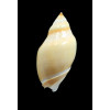 glabrata 70,0mm