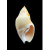 glabrata 70,0mm