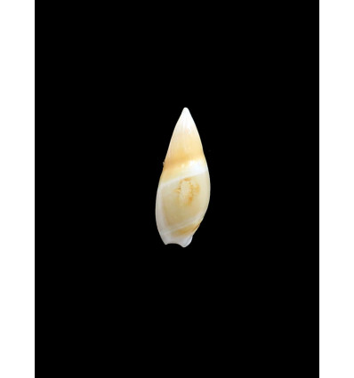 bullioides 31,0mm UNCOMMON