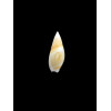 bullioides 31,0mm UNCOMMON