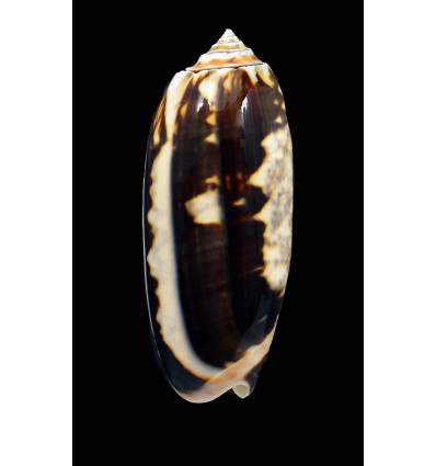 miniacea johnsoni 77,0mm