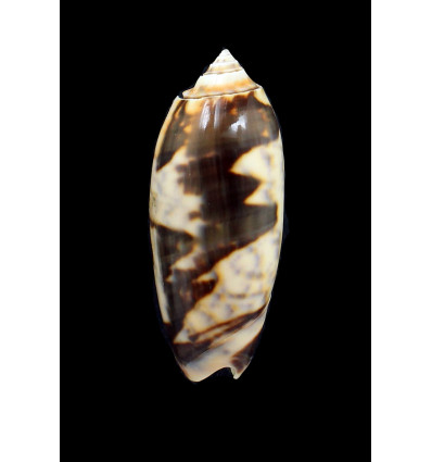 miniacea johnsoni 71,0mm