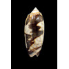 miniacea johnsoni 71,0mm
