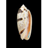 miniacea johnsoni 71,0mm