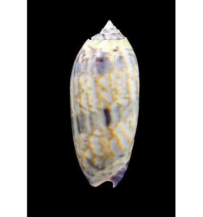 miniacea lamberti 74,0mm SUPERB