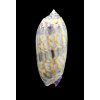 miniacea lamberti 74,0mm SUPERB