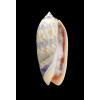 miniacea lamberti 74,0mm SUPERB