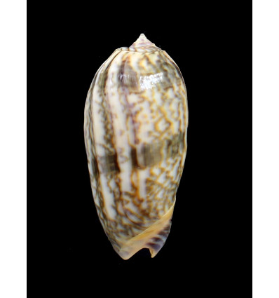 lamberti chloeae 66,0mm