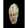 lamberti chloeae 66,0mm