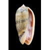 lamberti chloeae 66,0mm
