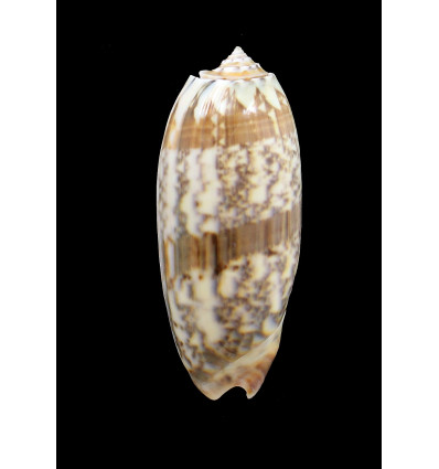 miniacea 81,0mm FIDJI