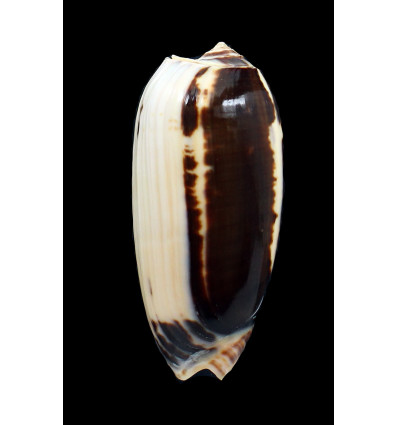 miniacea johnsoni 84,0mm