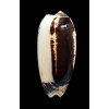 miniacea johnsoni 84,0mm