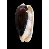 miniacea johnsoni 84,0mm