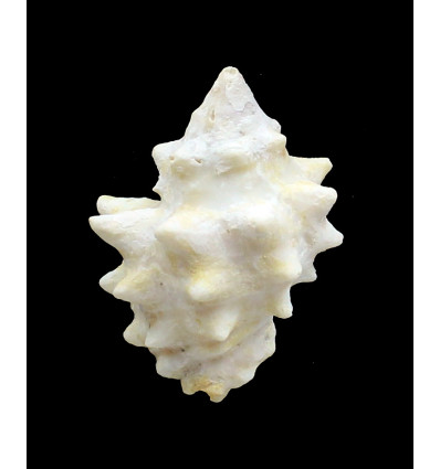 armigera 64,0mm BIG