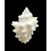 armigera 64,0mm BIG