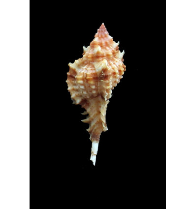 consuela 49,0mm UNCOMMON