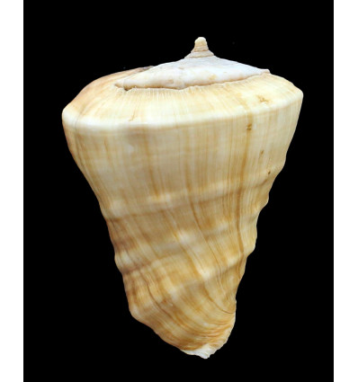 triangularis 80,0mm