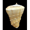 triangularis 80,0mm