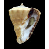 triangularis 80,0mm