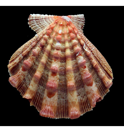 nodosus 97,2mm