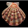 nodosus 97,2mm
