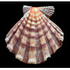 nodosus 97,2mm