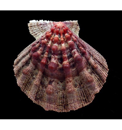 nodosus 93,8mm
