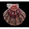 nodosus 93,8mm