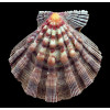 nodosus 93,8mm