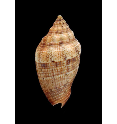 polypleura dermacoi 56,0mm
