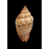 polypleura dermacoi 56,0mm