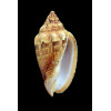 polypleura dermacoi 56,0mm