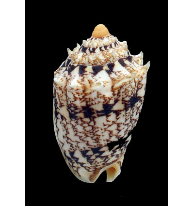 chrysostoma 75,0mm BIG