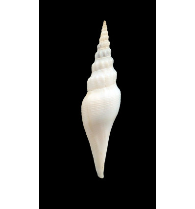prellei 79,0mm