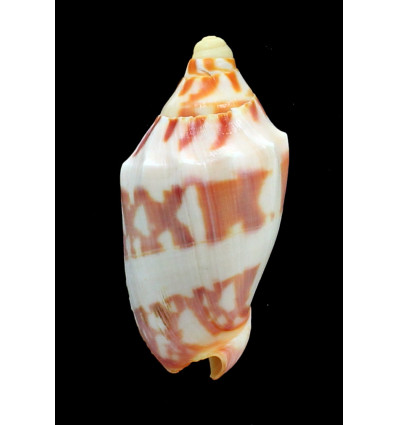 deshayesi 75,0mm